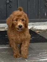 Nutmeg - Orange Collar, a female Labradoodle for sale in Spring Valley, CA – 1 of 10