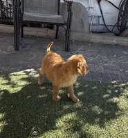Hazel - Pink Collar, a female Labradoodle for sale in Spring Valley, CA – 4 of 10