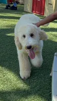 Snowflake, a female Labradoodle for sale in Spring Valley, CA – 5 of 5