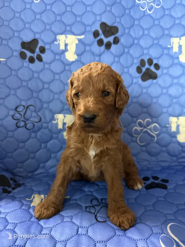 Dakota - Yellow Collar – Labradoodle puppy for sale in Spring Valley, CA
