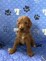 Dakota - Yellow Collar, a female Labradoodle for sale in Spring Valley, CA – 1 of 10