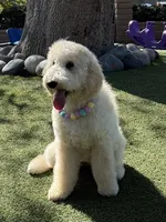 Snowflake, a female Labradoodle for sale in Spring Valley, CA – 1 of 5