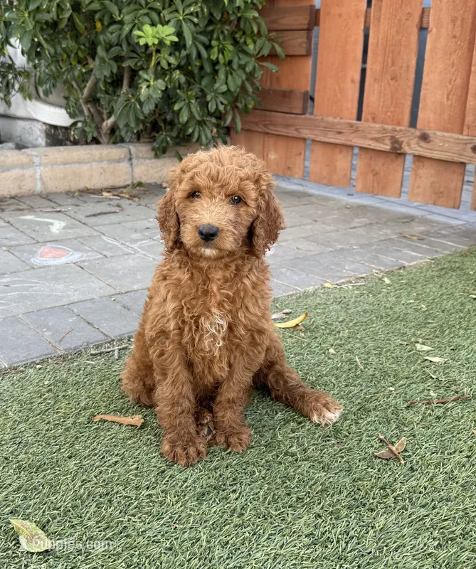 Thumper - Green Collar – Labradoodle puppy for sale in Spring Valley, CA