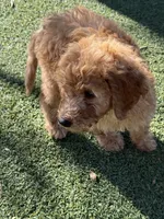 Striker - Lime Green, a male Labradoodle for sale in Spring Valley, CA – 8 of 10