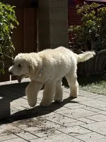 Snowflake, a female Labradoodle for sale in Spring Valley, CA – 2 of 5