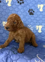 Nutmeg - Orange Collar, a female Labradoodle for sale in Spring Valley, CA – 2 of 10