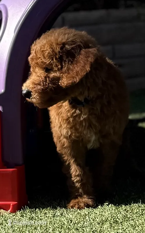 Snicker - Navy Collar – Labradoodle puppy for sale in Spring Valley, CA