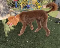 Atomic Marine - Red Collar, a male Labradoodle for sale in Spring Valley, CA – 8 of 10