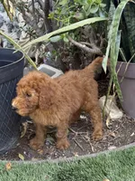 Nutmeg - Orange Collar, a female Labradoodle for sale in Spring Valley, CA – 7 of 10