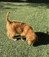 Hazel - Pink Collar, a female Labradoodle for sale in Spring Valley, CA – 3 of 10