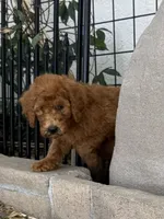 Nutmeg - Orange Collar, a female Labradoodle for sale in Spring Valley, CA – 8 of 10