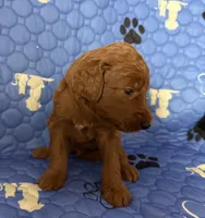 Atomic Marine - Red Collar, a male Labradoodle for sale in Spring Valley, CA – 2 of 10