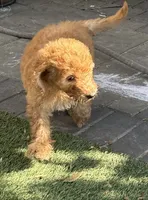 Striker - Lime Green, a male Labradoodle for sale in Spring Valley, CA – 3 of 10