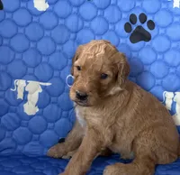 Striker - Black Collar, a male Labradoodle for sale in Spring Valley, CA – 3 of 10