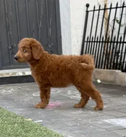 Atomic Marine - Red Collar, a male Labradoodle for sale in Spring Valley, CA – 5 of 10