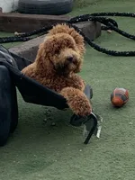 Nutmeg - Orange Collar, a female Labradoodle for sale in Spring Valley, CA – 10 of 10