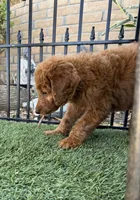 Atomic Marine - Red Collar, a male Labradoodle for sale in Spring Valley, CA – 4 of 10