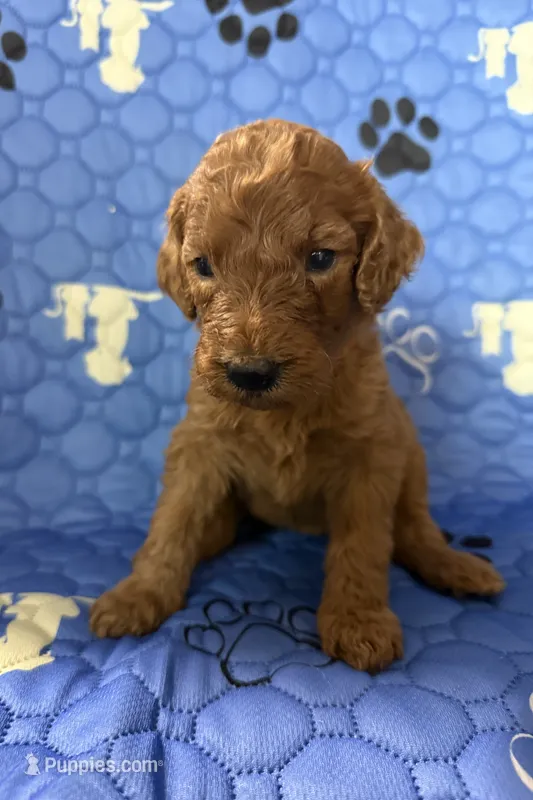 Nutmeg - Orange Collar – Labradoodle puppy for sale in Spring Valley, CA