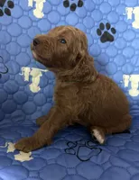 Thumper - Green Collar, a male Labradoodle for sale in Spring Valley, CA – 3 of 10