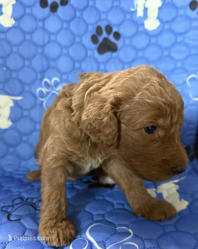 Thumper - Green Collar – Labradoodle puppy for sale in Spring Valley, CA