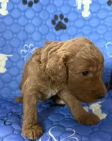 Thumper - Green Collar, a male Labradoodle for sale in Spring Valley, CA – 1 of 10
