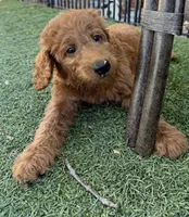 Atomic Marine - Red Collar, a male Labradoodle for sale in Spring Valley, CA – 7 of 10