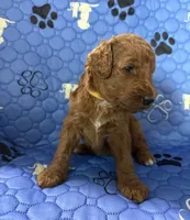 Dakota - Yellow Collar, a female Labradoodle for sale in Spring Valley, CA – 2 of 10
