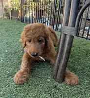 Atomic Marine - Red Collar, a male Labradoodle for sale in Spring Valley, CA – 8 of 10