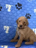 Striker - Black Collar, a male Labradoodle for sale in Spring Valley, CA – 2 of 10