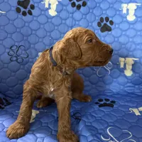 Snicker - Navy Collar, a male Labradoodle for sale in Spring Valley, CA – 2 of 10