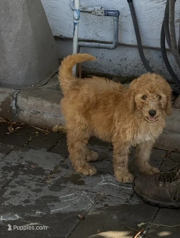 Striker - Black Collar – Labradoodle puppy for sale in Spring Valley, CA
