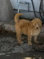 Striker - Lime Green, a male Labradoodle for sale in Spring Valley, CA – 1 of 10