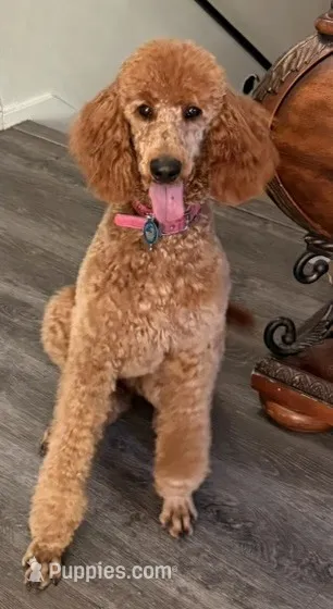 Snicker - Navy Collar – Labradoodle puppy for sale in Spring Valley, CA