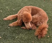 Snicker - Navy Collar, a male Labradoodle for sale in Spring Valley, CA – 6 of 10