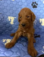 Atomic Marine - Red Collar, a male Labradoodle for sale in Spring Valley, CA – 3 of 10