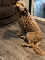Thumper - Green Collar, a male Labradoodle for sale in Spring Valley, CA – 8 of 10