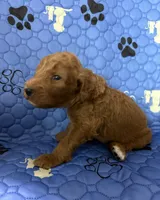 Thumper - Green Collar, a male Labradoodle for sale in Spring Valley, CA – 4 of 10