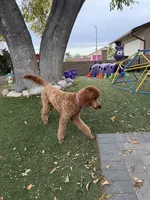 Striker - Lime Green, a male Labradoodle for sale in Spring Valley, CA – 9 of 10