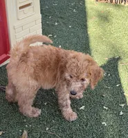 Striker - Lime Green, a male Labradoodle for sale in Spring Valley, CA – 6 of 10
