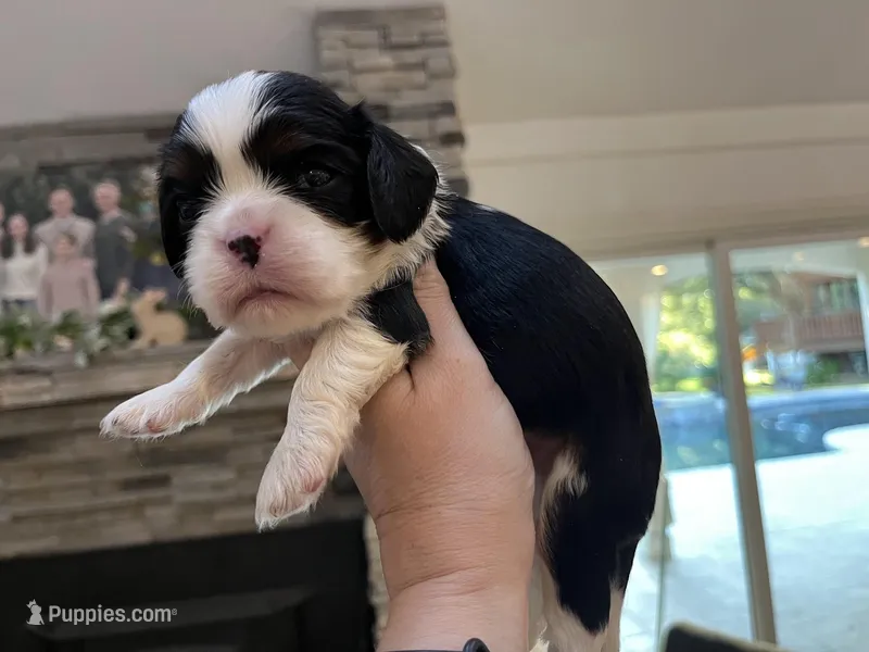 AKC Edgar – Cavalier King Charles Spaniel puppy for sale in Folsom, CA