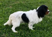 AKC Oliver, a male Cavalier King Charles Spaniel for sale in Folsom, CA – 2 of 2