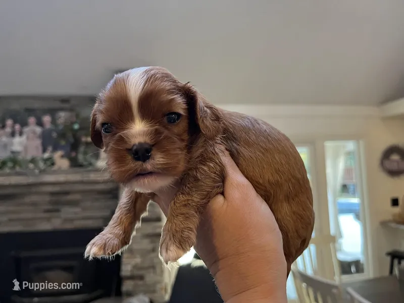 AKC Oliver, a male Cavalier King Charles Spaniel for sale in Folsom, CA – Photo 1 of 1