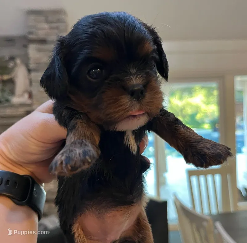 AKC Lily – Cavalier King Charles Spaniel puppy for sale in Folsom, CA