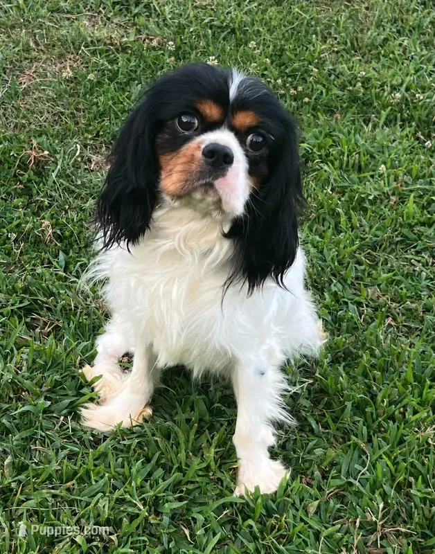 AKC Oliver – Cavalier King Charles Spaniel puppy for sale in Folsom, CA