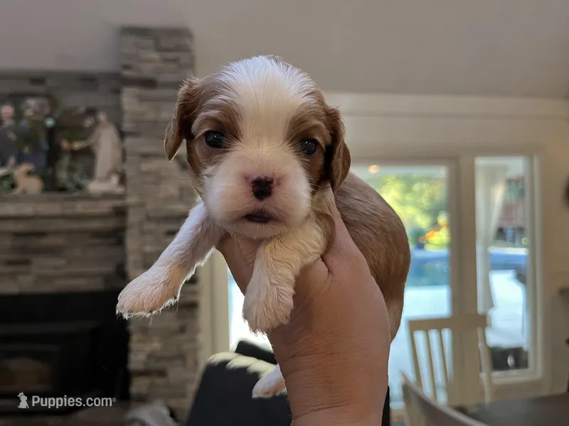 AKC Victoria – Cavalier King Charles Spaniel puppy for sale in Folsom, CA