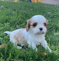 AKC Bosco, a male Cavalier King Charles Spaniel for sale in Folsom, CA – Photo 2 of 3