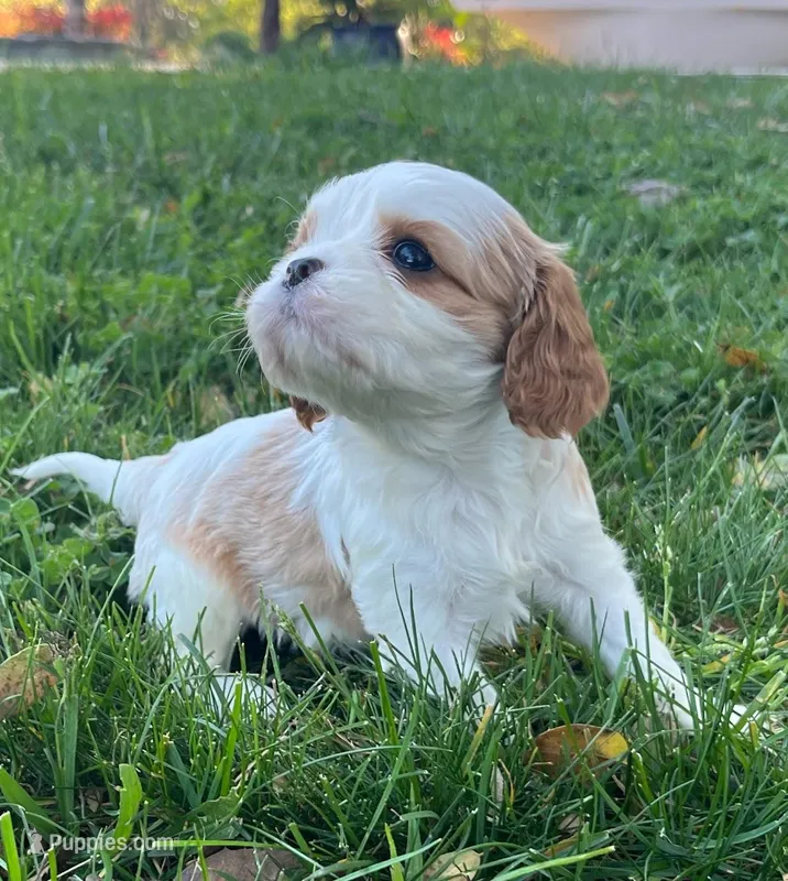 AKC Bosco – Cavalier King Charles Spaniel puppy for sale in Folsom, CA