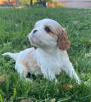 AKC Bosco, a male Cavalier King Charles Spaniel for sale in Folsom, CA – Photo 1 of 3