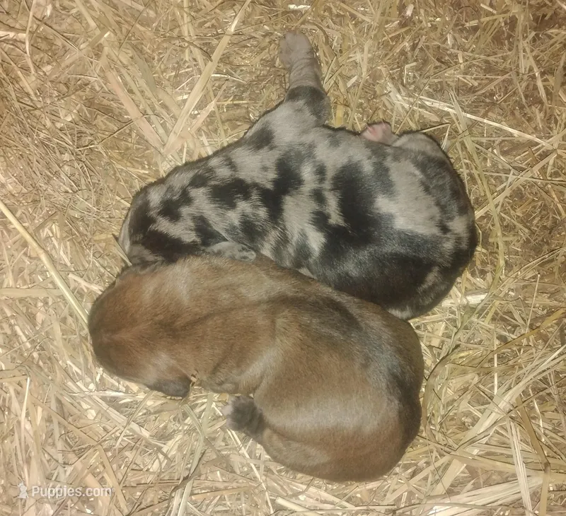 BG's Blue Leopard Male Puppy