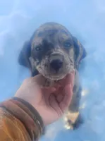 BG's Blue Leopard Male Puppy, a male American Leopard Hound for sale in Granton, WI – Photo 1 of 6